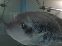 Male Zonatus