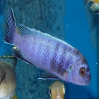 Malawi Cichlids Breeding Group