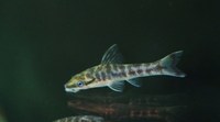 For Sale: Wild Caught Zebra oto. Otocinclus cocama.
