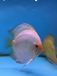 Discus For Sale @ Discover Discus Scotland