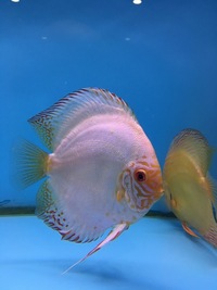 Martin NG Discus Available @ Discover Discus Scotland