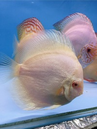 Martin NG Discus Available @ Discover Discus Scotland