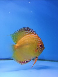 Discus For Sale @ Discover Discus Scotland