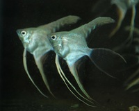 For Sale: Long Fin Platinum Angel Fish