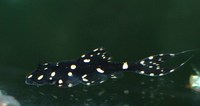 L155 Acanthicus adonis For Sale