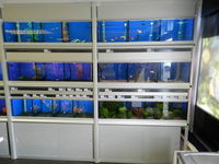 Retail Fish tank displays Casco John Allan Rack of tanks with sumps pumps
