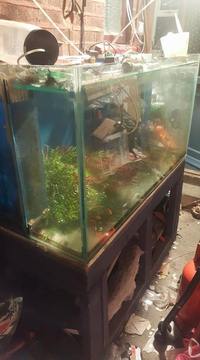 Free 4ft aquamedic tank on wooden stand