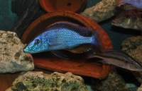 Large Malawi haps