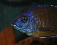 Large Malawi haps