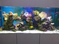 Large 6 foot Aquarium Plus Sump Cabinet & Plumbing & Return Pump £1200.00 ONO