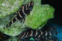 L204 Flash peckoltia for sale: Panaqolus albivermis