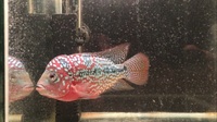 Lovely Flowerhorn Kamfas from Thailand