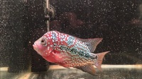 Lovely Flowerhorn Kamfas from Thailand