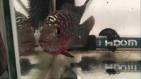 Lovely Flowerhorn Kamfas from Thailand