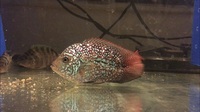 Lovely Flowerhorn Kamfas from Thailand