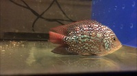 Lovely Flowerhorn Kamfas from Thailand