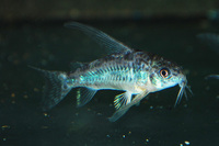 Long Fin Pepper Corydoras For Sale.