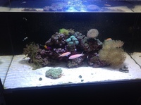 Marine Livestock in Reef tank and all equipment included fully stocked.