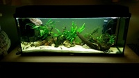 1m long complete set up (no fish)