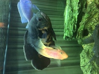 Many Large Tropical Fish - Wirral / Merseyside area