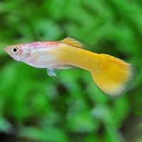 Community Fish