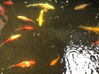OUR POND SECTION IS NOW OPEN. KOI, GOLDFISH, STURGEON, PONDFISH, WATER LILIES AND POND PLANTS.