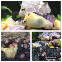MYSTERY SNAILS PURPLE/PINK/PEPPERMINT AND YELLOW YOUNG UK