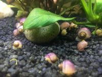 MYSTERY SNAILS PURPLE/PINK/PEPPERMINT AND YELLOW YOUNG UK