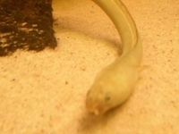 Australian One Gilled Eel (Opisternon Gutturale)