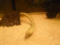 Australian One Gilled Eel (Opisternon Gutturale)