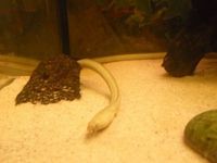 Australian One Gilled Eel (Opisternon Gutturale)