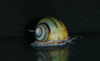 Spixi Snails For Sale. Asolene spixi