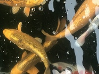 KOI AND POND FISH RESCUE IN AND AROUND MIDLANDS