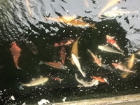 KOI AND POND FISH RESCUE IN AND AROUND MIDLANDS