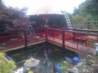 KOI AND POND FISH RESCUE IN AND AROUND MIDLANDS