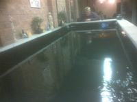 KOI AND POND FISH RESCUE IN AND AROUND MIDLANDS