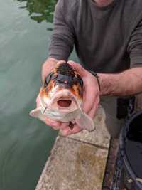 Merseyside Koi & Goldfish Rescue and recovery service - FREE