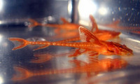 QUALITY TROPICAL FISH NEWPORT WALES