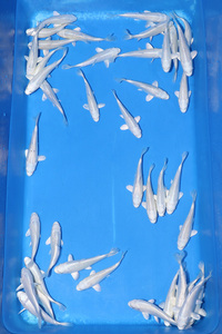 CHILTON AQUATICS. WE ARE THE AQUATIC SPECIALISTS. LARGEST RANGE OF FISH AND AQUATIC GOODS IN THE NORTH OF ENGLAND. BEST QUALITY AND BEST PRICES