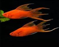 Community Fish