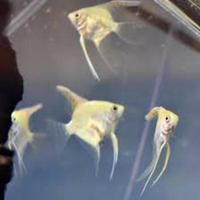 Community Fish