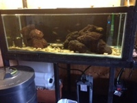 full set up & Tanganyikan stock. Fish now sold.
