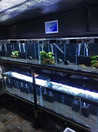 QUALITY TROPICAL FISH NEWPORT WALES