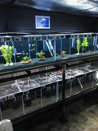 QUALITY TROPICAL FISH NEWPORT WALES