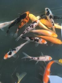 QUALITY TROPICAL FISH NEWPORT WALES