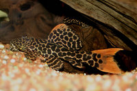 QUALITY TROPICAL FISH NEWPORT WALES