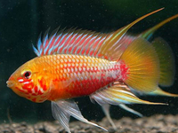 QUALITY TROPICAL FISH NEWPORT WALES