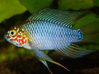QUALITY TROPICAL FISH NEWPORT WALES