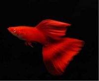 QUALITY TROPICAL FISH NEWPORT WALES