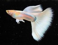 QUALITY TROPICAL FISH NEWPORT WALES